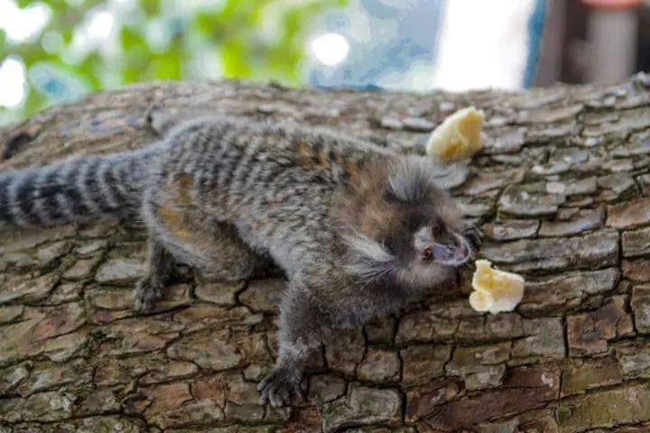 Ilha do Bernardo-里约热内卢必去景点