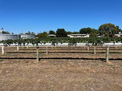 Frances Strawberries-Naracoorte必去景点
