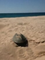 Turtle Beach-Al Hadd必去景点