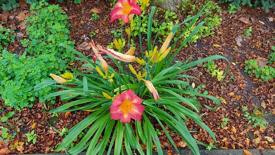 The Lucille E. Andersen Memorial Garden景点图片