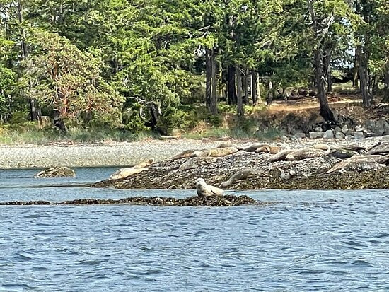 Friday Harbor Boat Rentals-星期五港湾必去景点