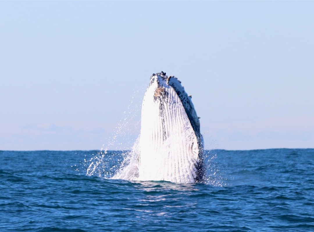 CoastXP-纽卡斯尔必去景点