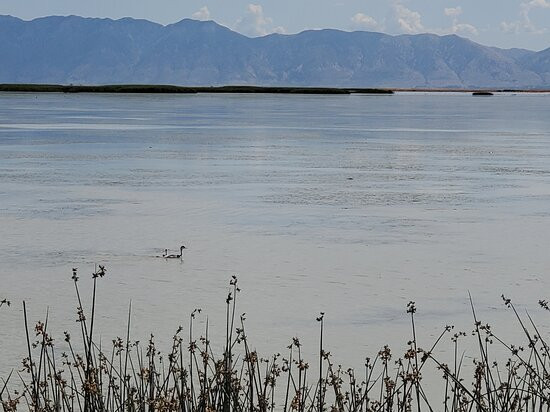 Bear River Migratory Bird Refuge景点图片
