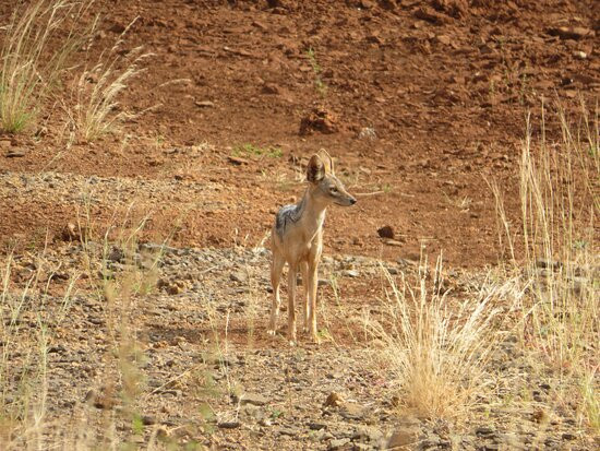 Meru National Park KENYA-Meru National Park必去景点
