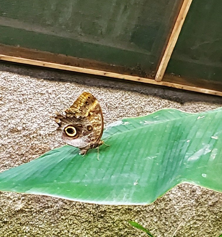 Butterfly Garden at Selvatura Park景点图片