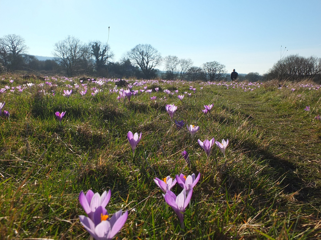 Crocus Field景点图片