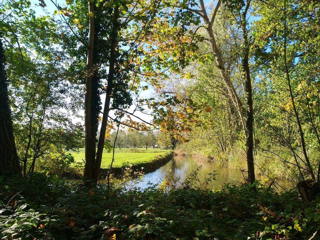 Vijverbos