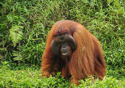 Rimba Borneo Kalimantan Orangutan and Eco Tours-巴厘巴板必去景点