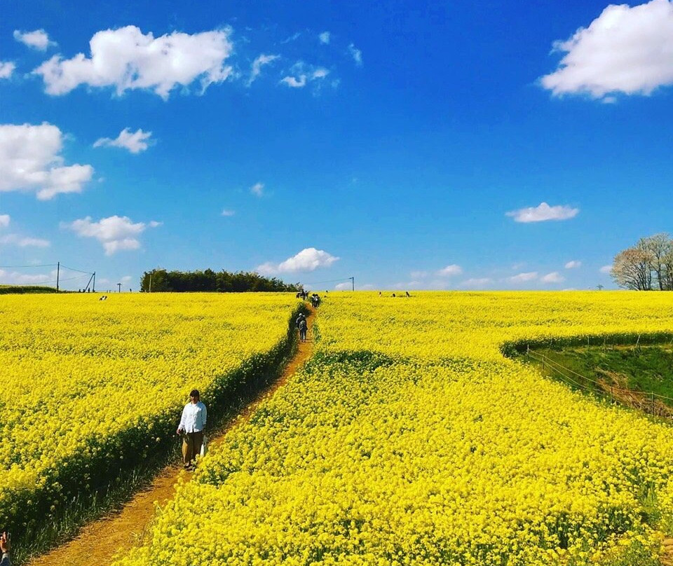 Sunflower Hill