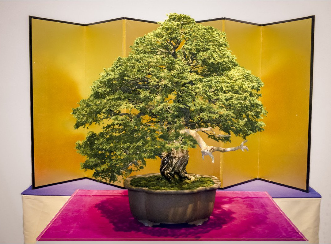 Kokufu Bonsai-Ten