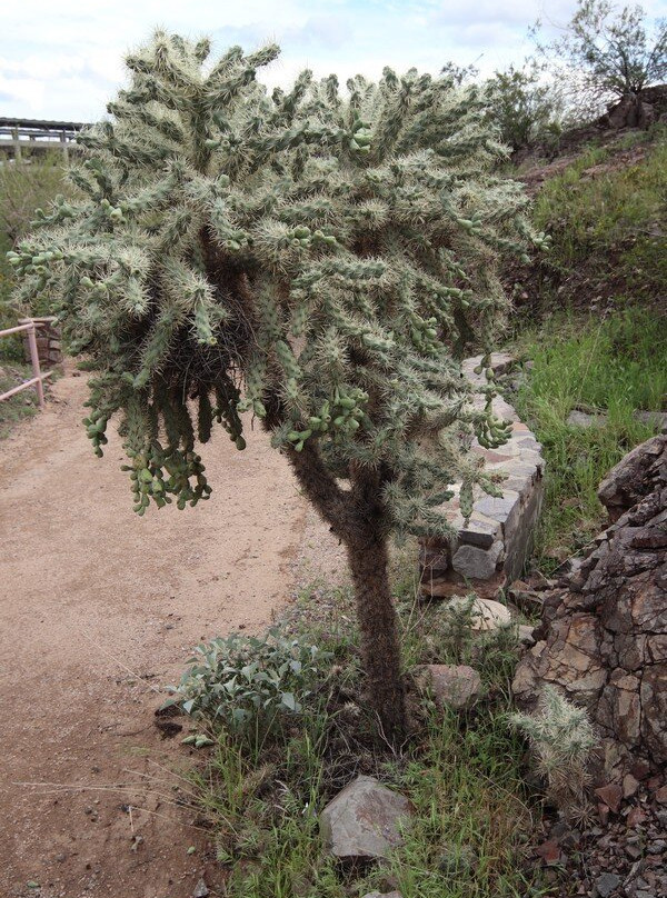 Desert Arboretum Park-坦佩必去景点