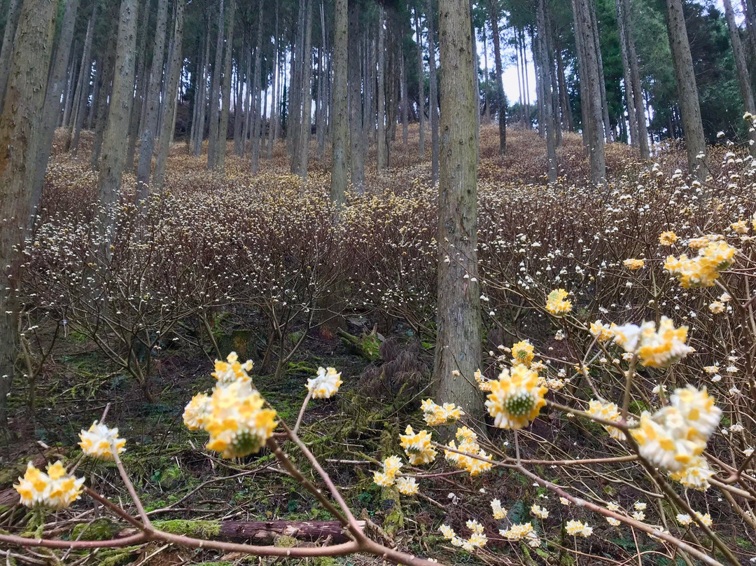 Mitsumata Forest景点图片