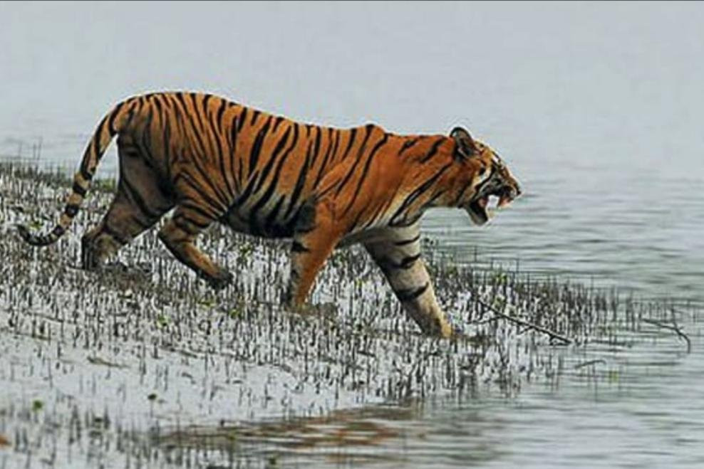 Tour Day Sundarban景点图片