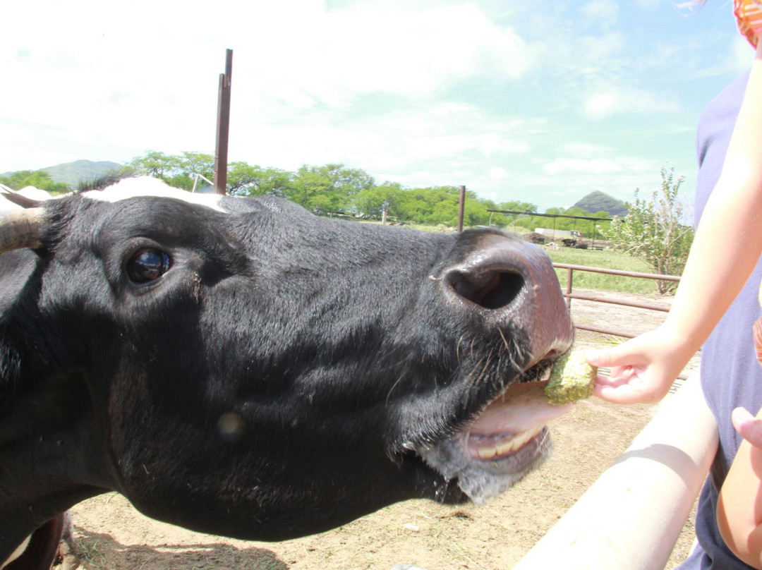 怀厄奈旅游景点-Naked Cow Dairy Farm & Creamery