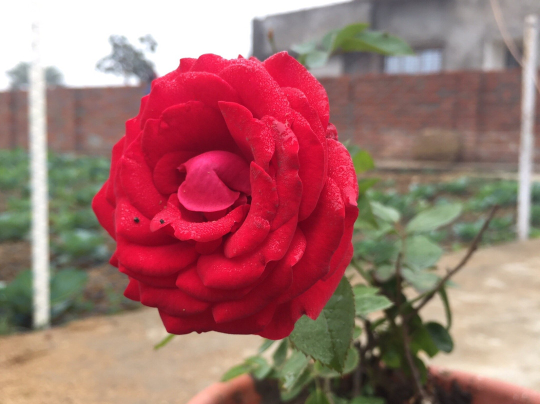 Barhanti旅游攻略图片