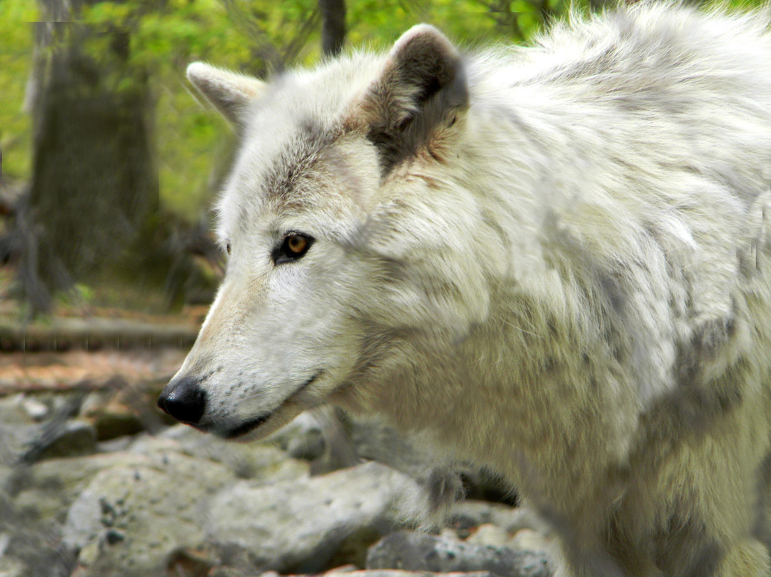Lakota Wolf Preserve景点图片