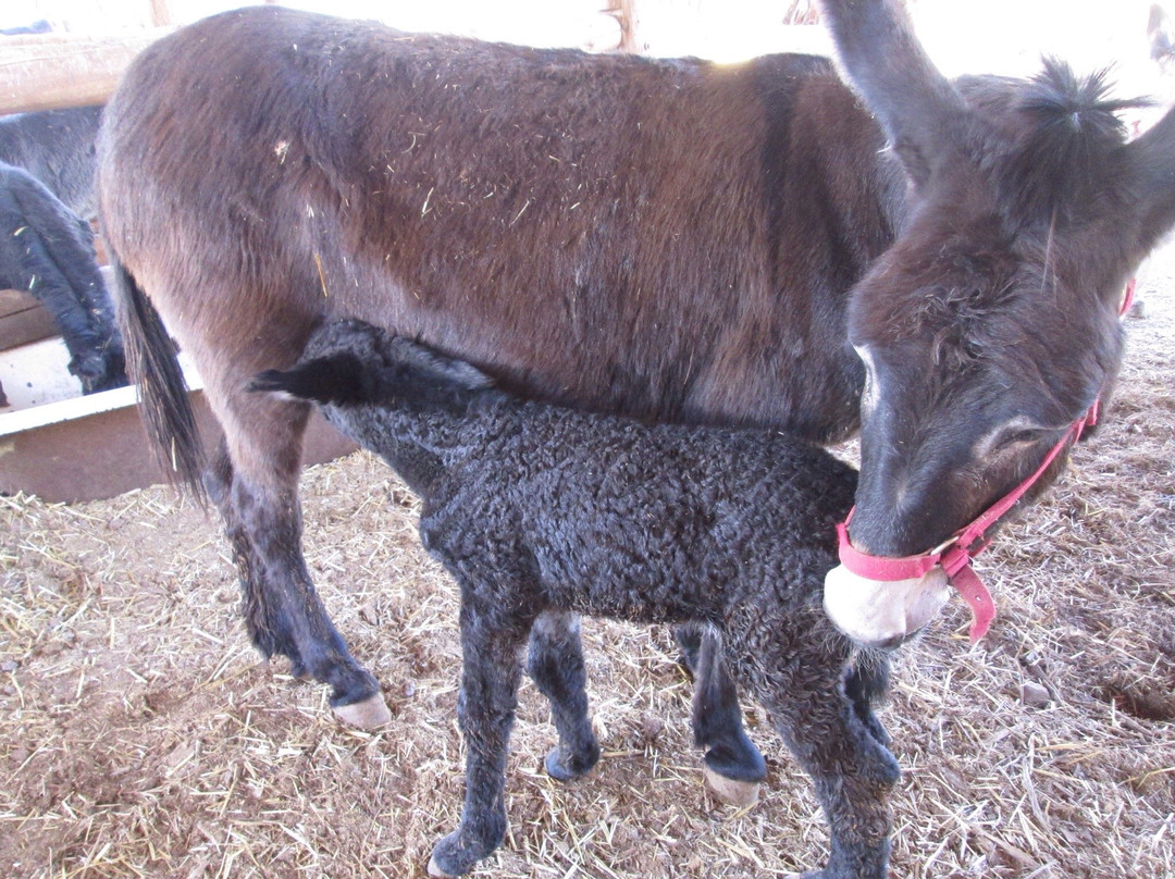 Donkey Safari景点图片