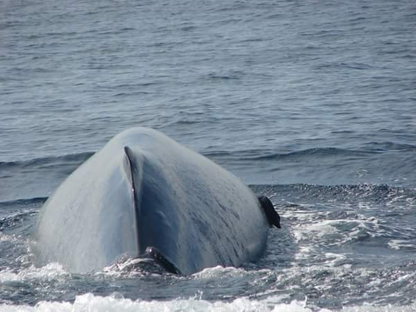 Whale Watching With Nishantha-美蕊沙必去景点