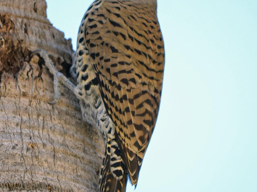 Down East Birdwatching and Nature Tours