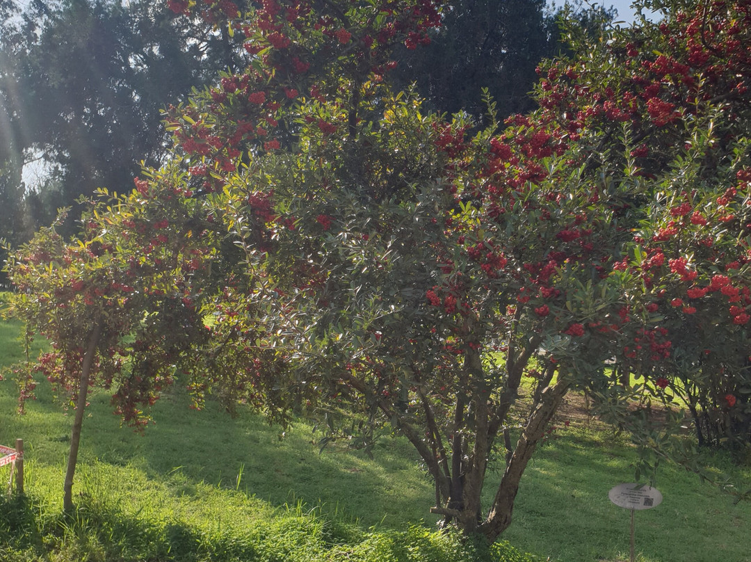 Ilanot Forest-Kadima必去景点