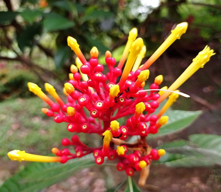 Cerro El Volador-麦德林必去景点