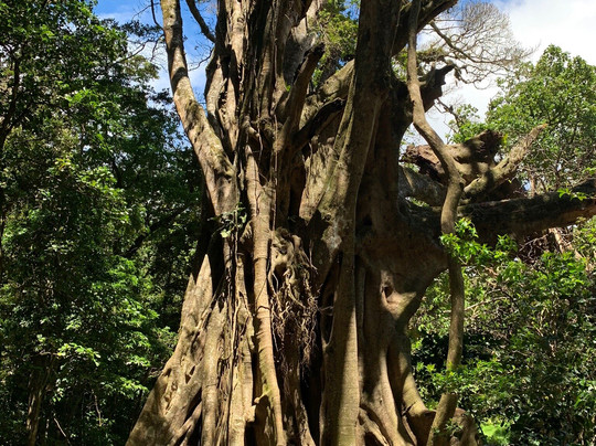 Three Brothers Tours-圣埃伦娜必去景点