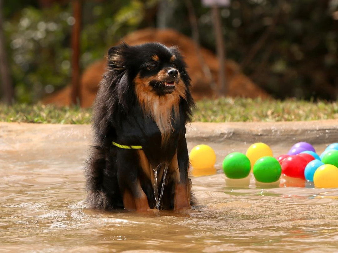 DOGIN CLUB景点图片