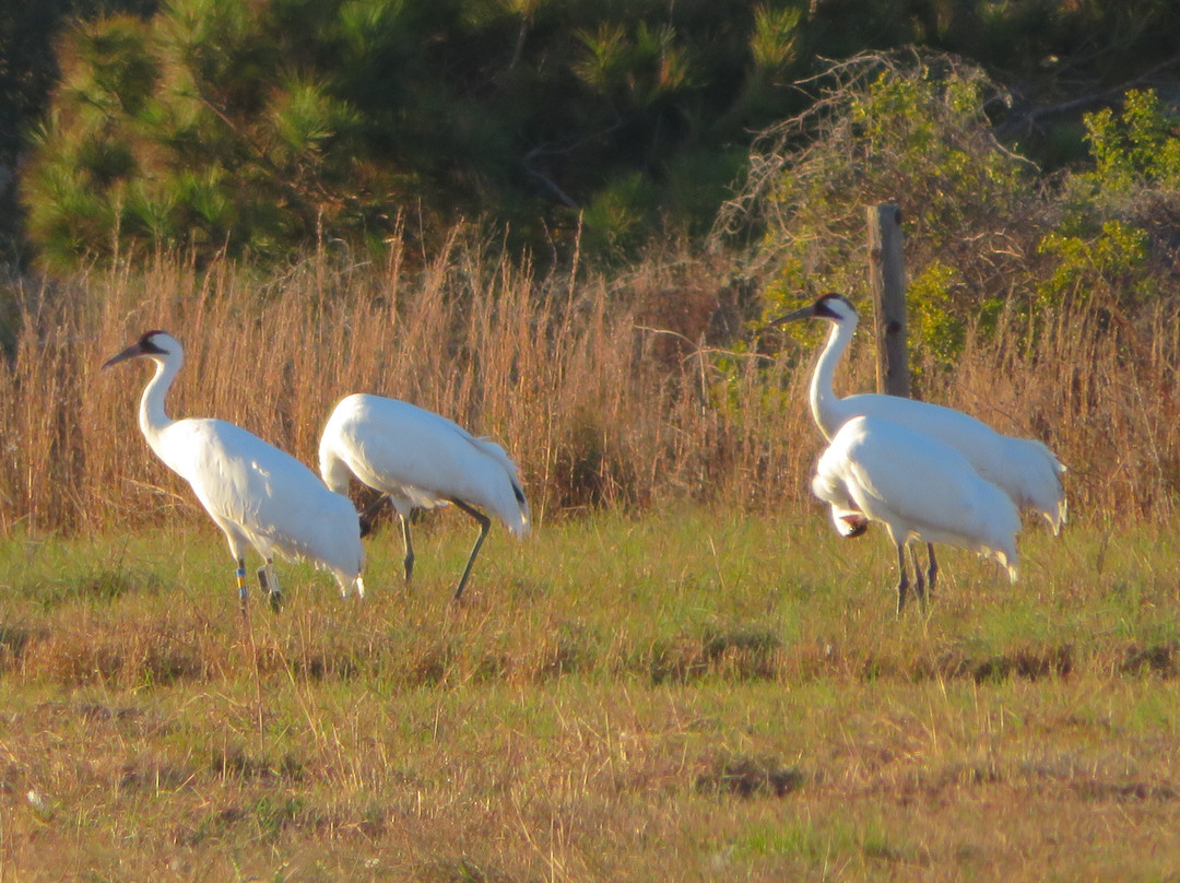 The Big Tree-罗克波特必去景点