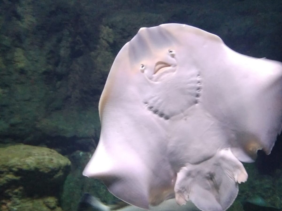 Aquarium Costa De Almería-滨海罗克塔斯必去景点