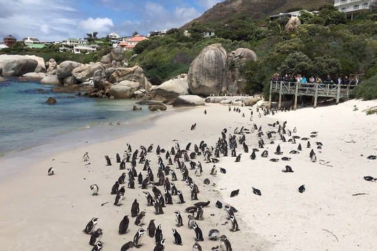 Kruger to Cape-开普敦中心区必去景点