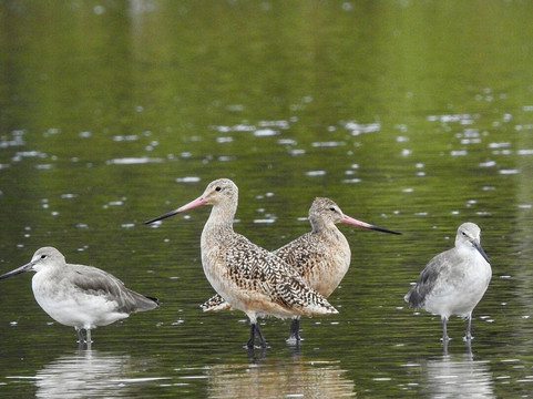 Costa de Pajaros旅游攻略图片