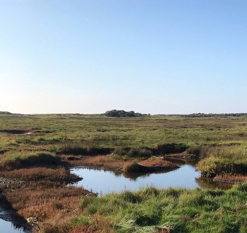 Borkums Naturschutzgebiet Greune Stee-Borkum必去景点