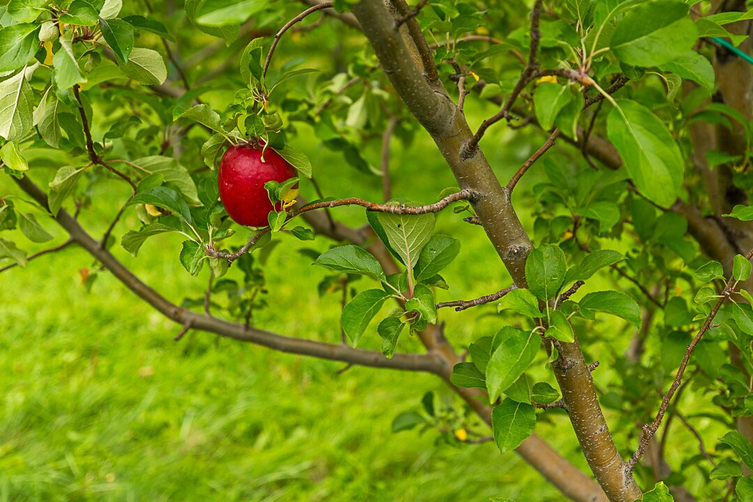 Mad Tom Orchard景点图片