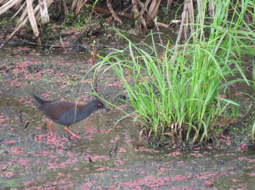 Birdwatching Tropical Australia-Mossman必去景点