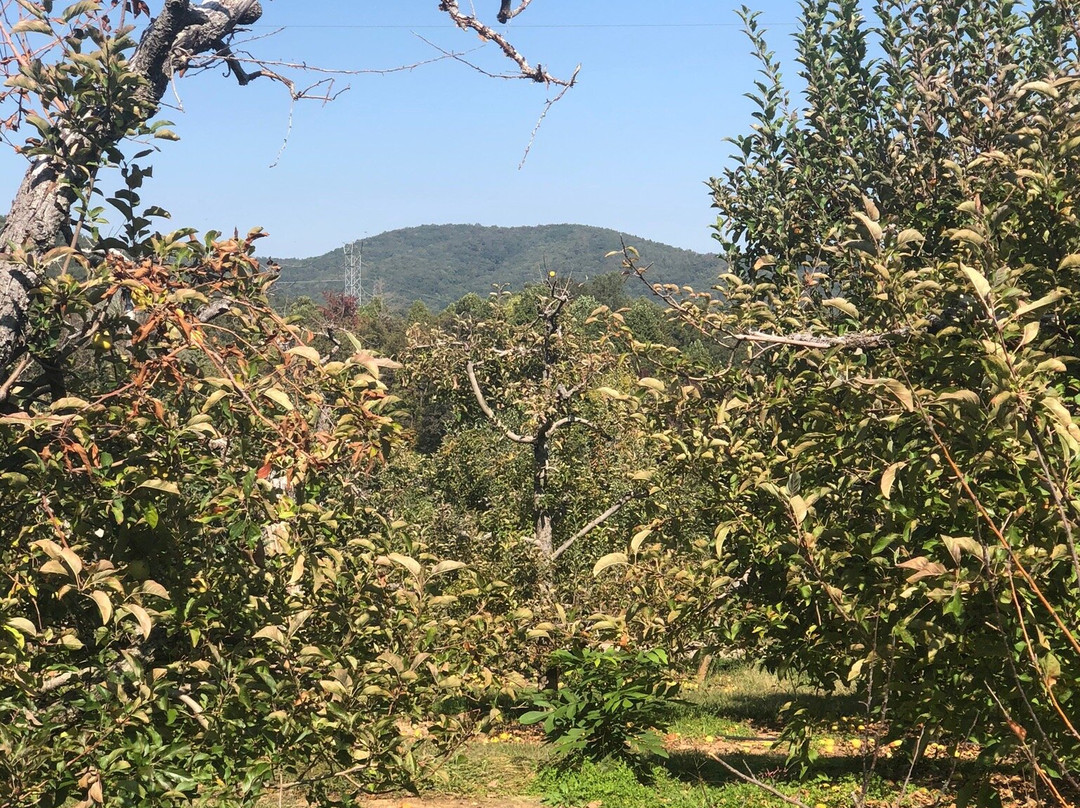 Apple Hill Orchard & Cider Mill景点图片