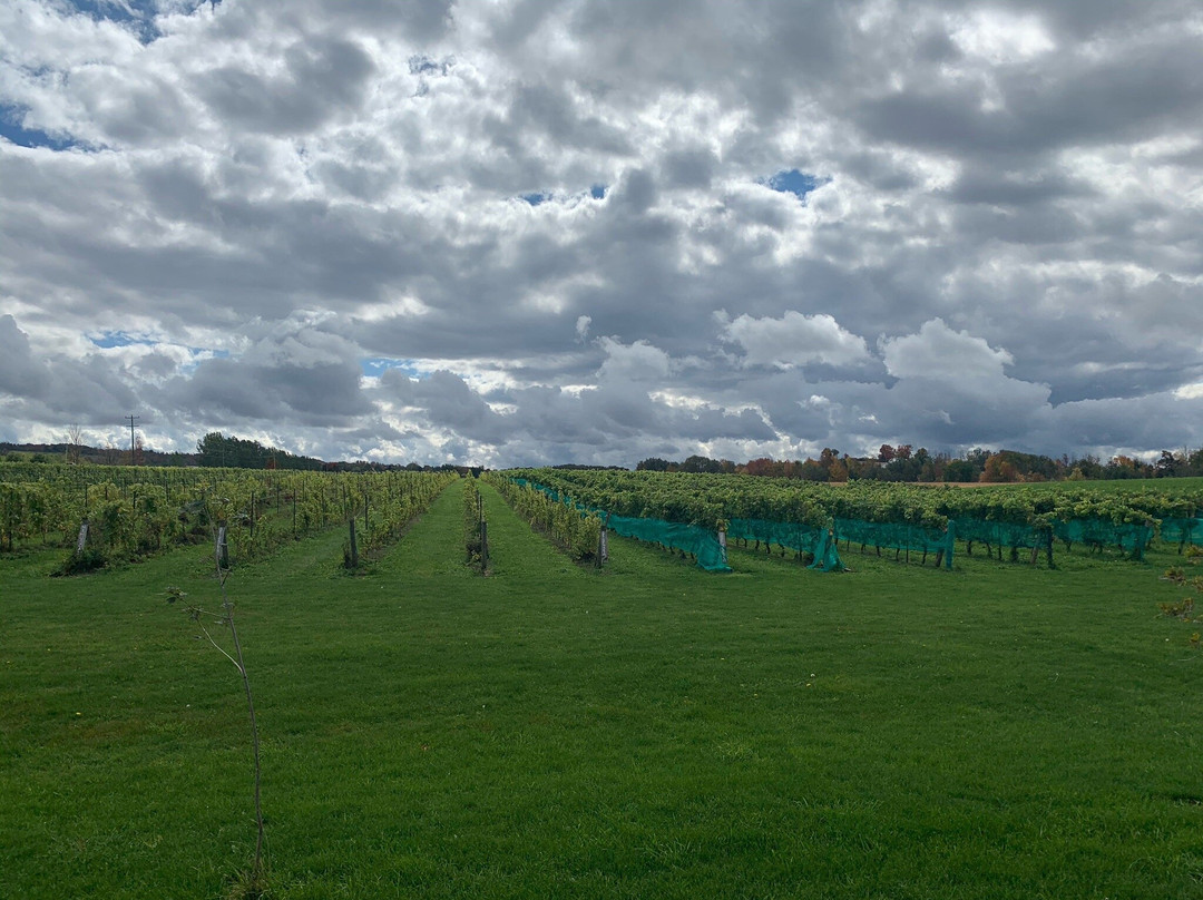 Georgian Hills Vineyards-蓝山必去景点