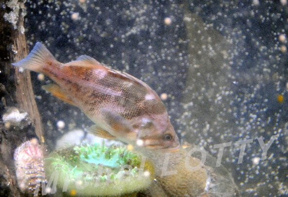 Charleston Marine Life Center-Charleston必去景点