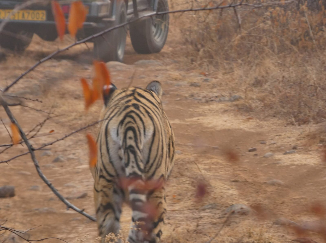 The Panna National Park Safari景点图片