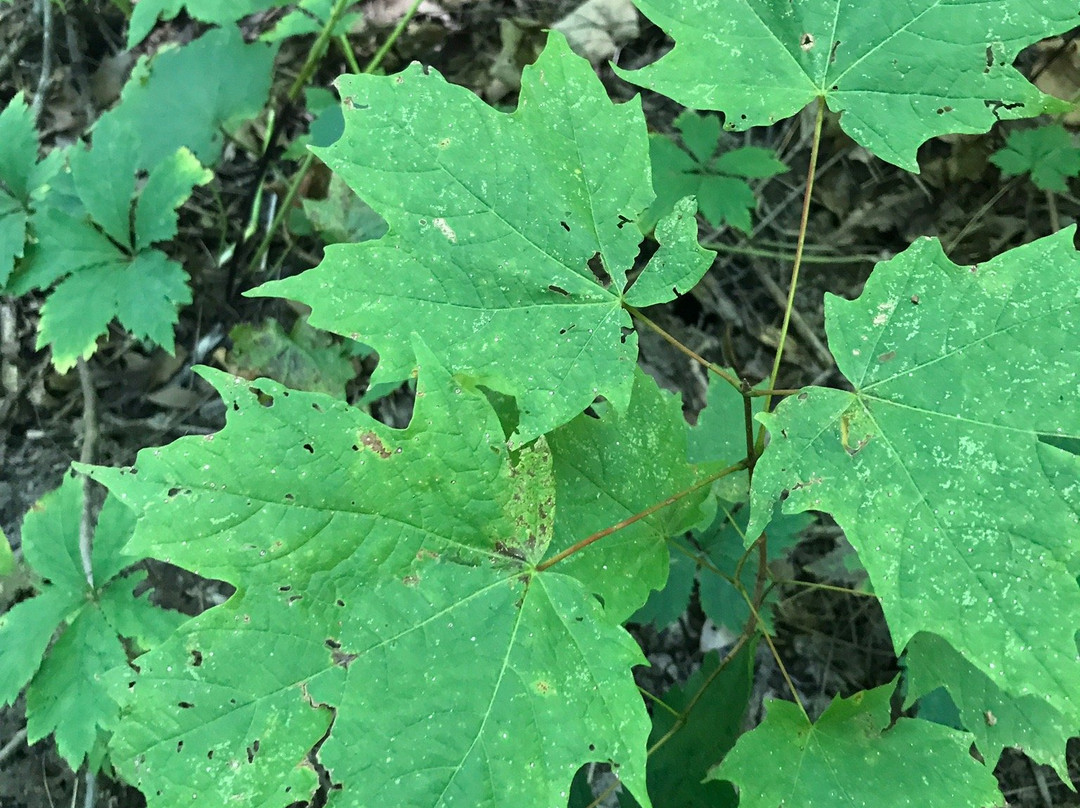 Spitler Woods State Natural Area-Mount Zion必去景点