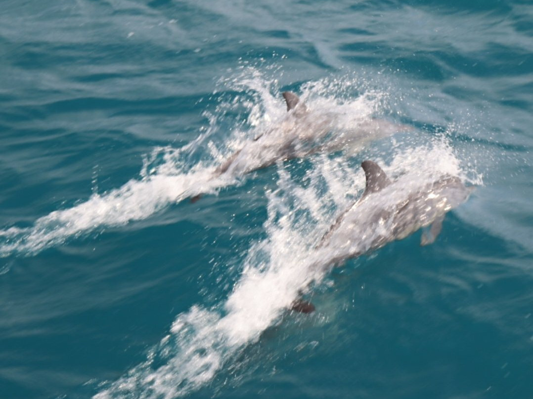 Coral Bay Ecotours-珊瑚湾必去景点