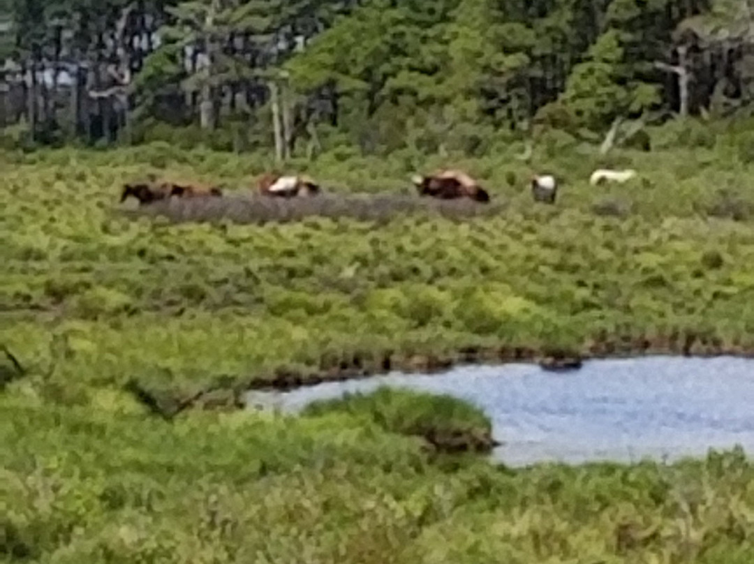 Assateague Lighthouse-Assateague Island必去景点
