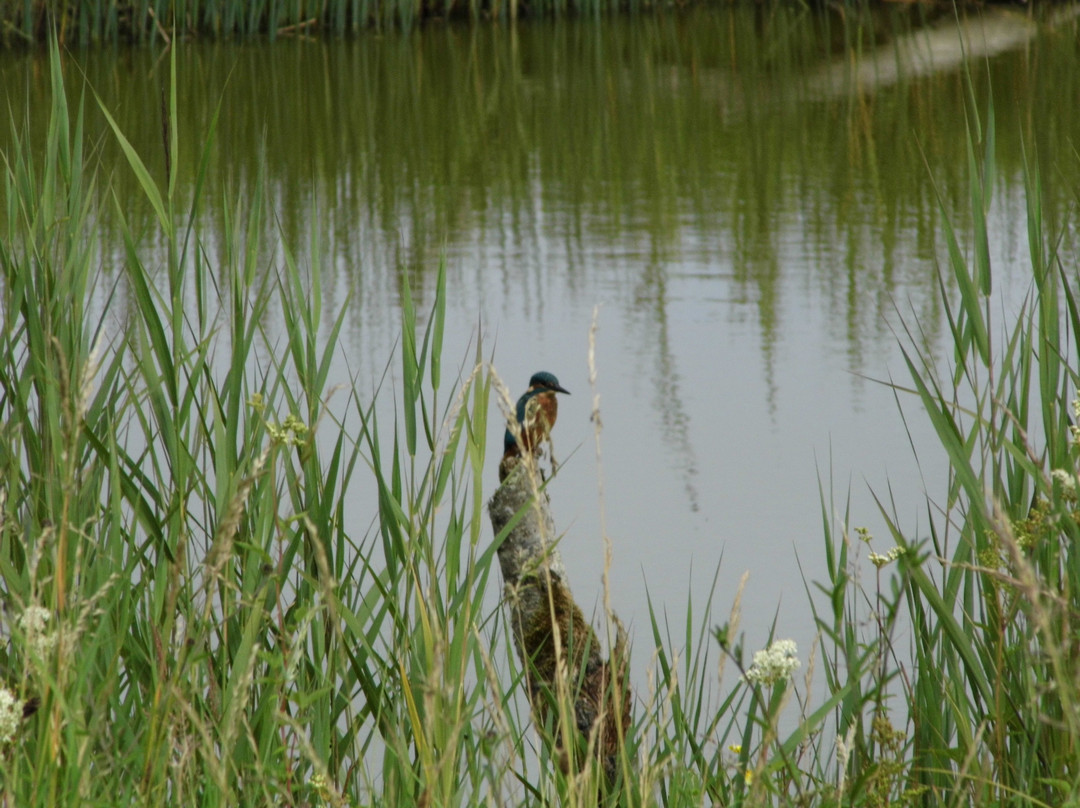 Welsh Wildlife Centre-Cardigan必去景点