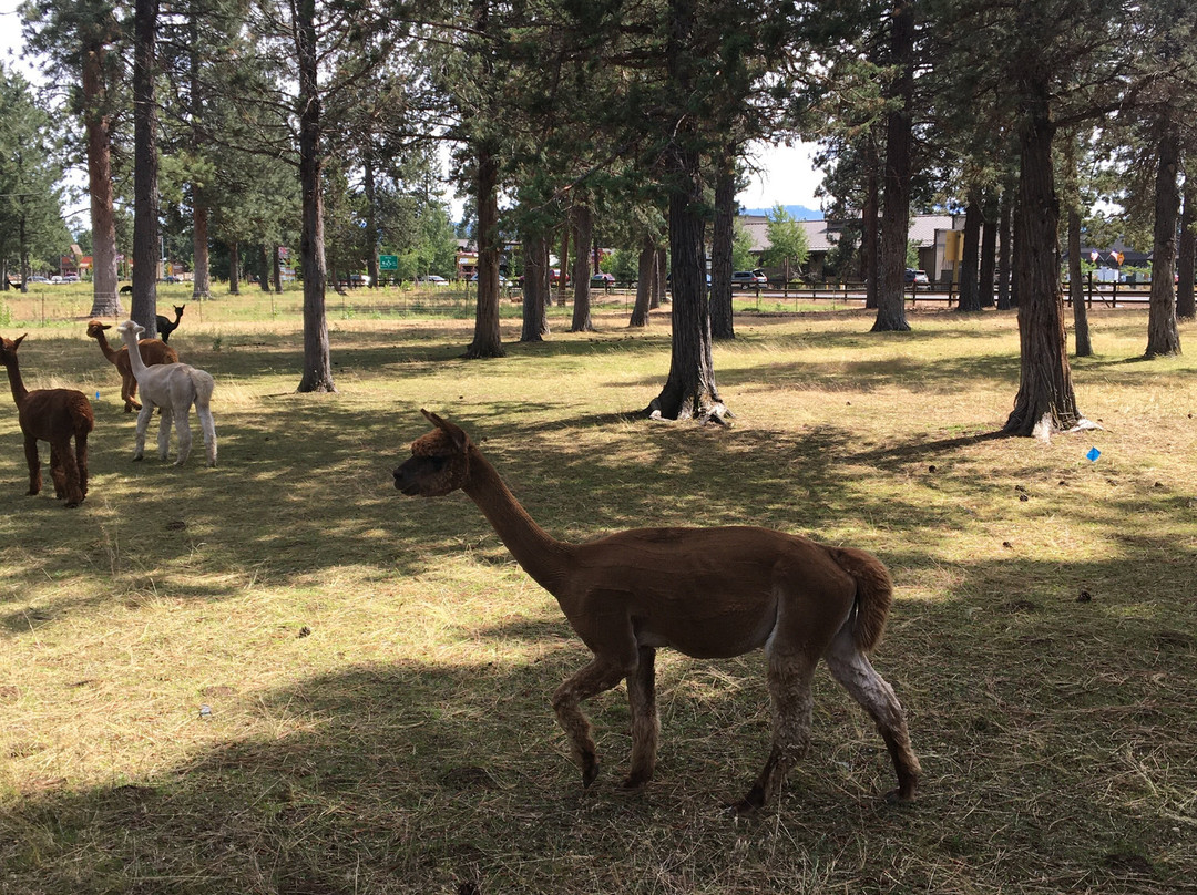 Best Western Ponderosa Lodge主图