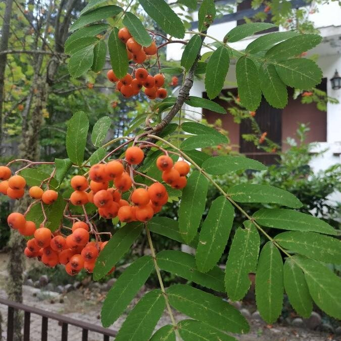 Villaggio Racise旅游攻略图片