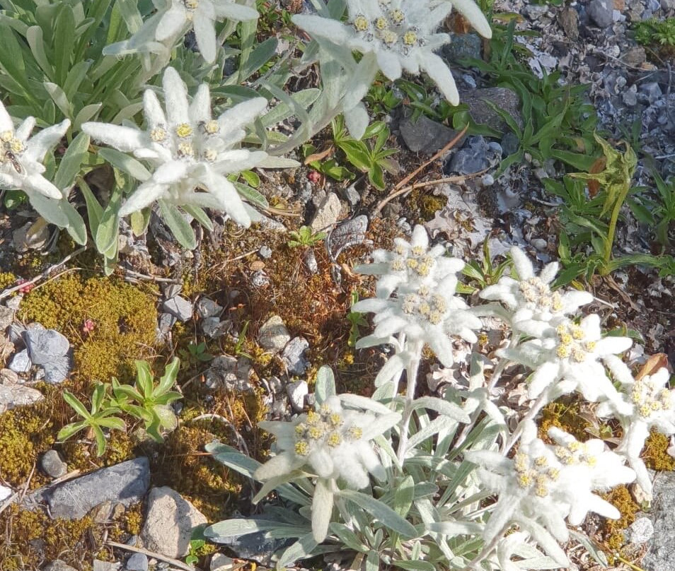 Botanical Garden Alpinum Schatzalp-Davos Platz必去景点