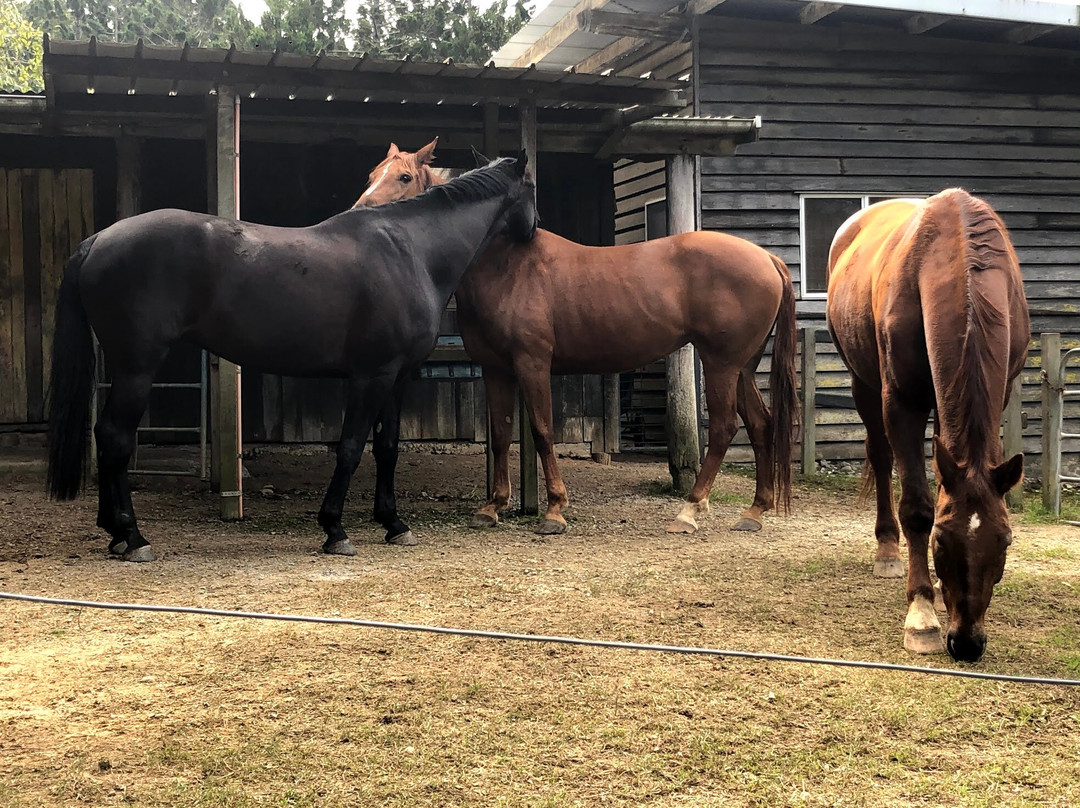 Ingleside Stud Farm主图