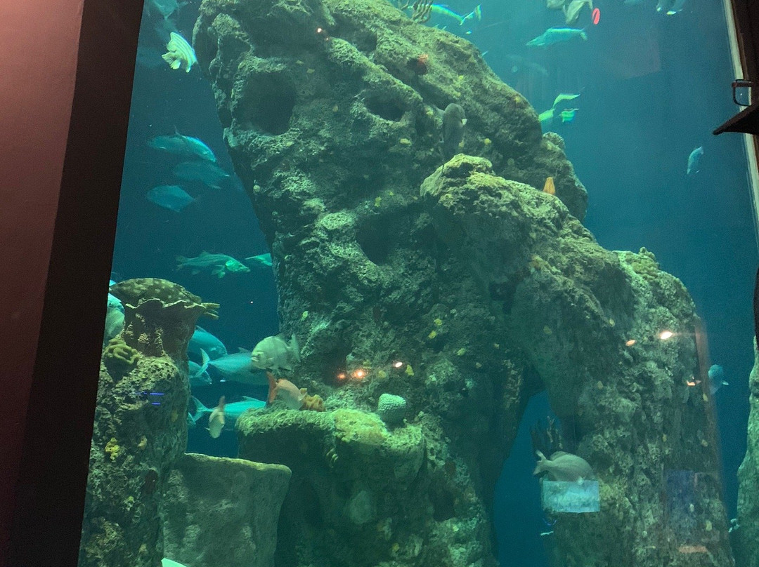 South Carolina Aquarium景点图片