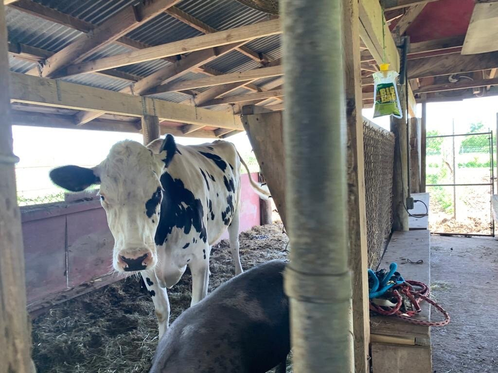 The Little Farm-Goulds必去景点