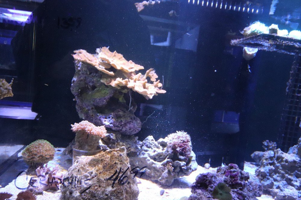 Shillington Aquarium-Calimesa必去景点