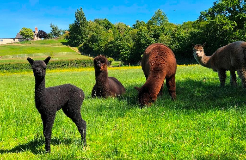 Patou Alpacas-惠灵顿必去景点